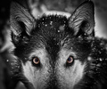Never Cry Wolf