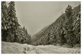 Snow Falling on Cedars