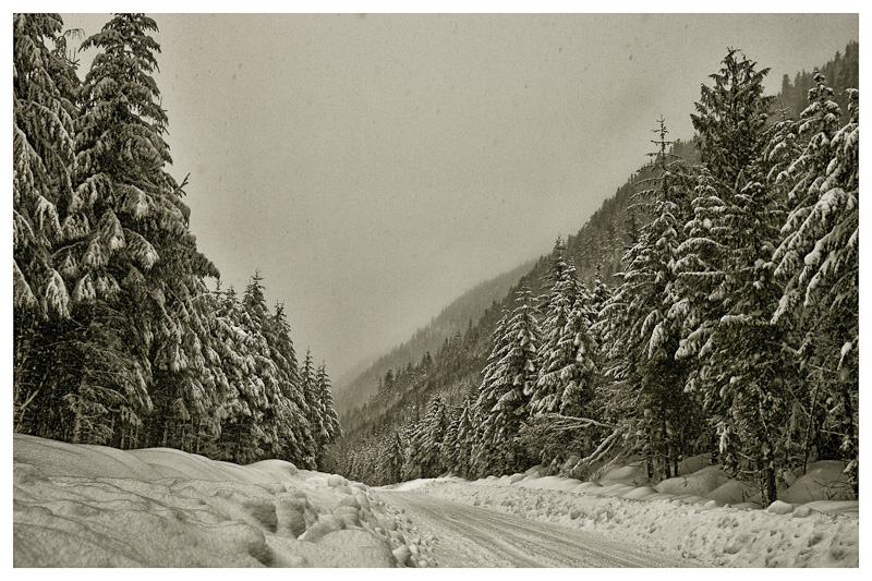 Snow Falling on Cedars