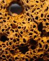 Fossilized Coral
