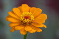 Zinnia