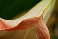 Angel Trumpet