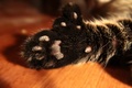 Polydactilocat