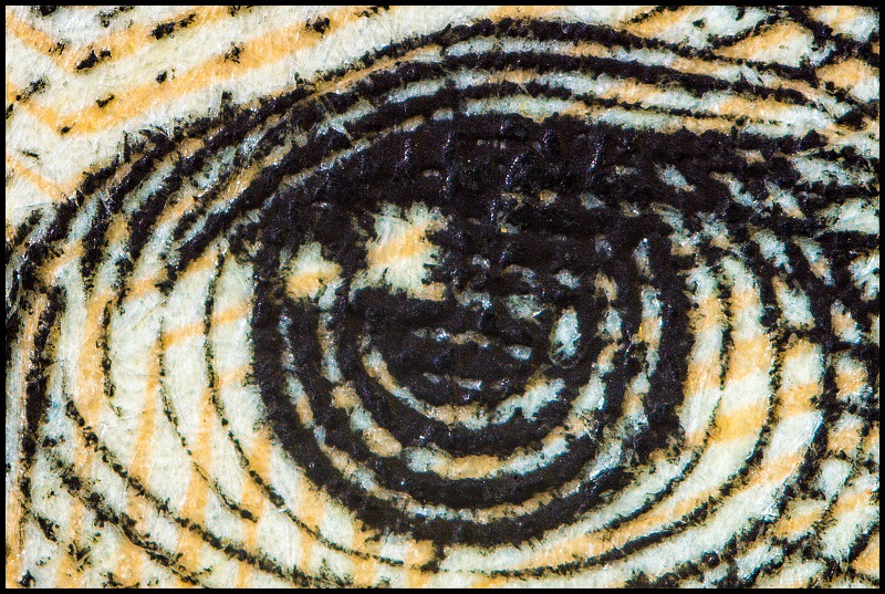 Andrew Jackson's Eye - US $20 Bill