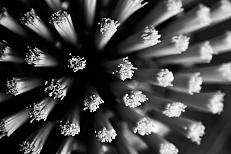 brush