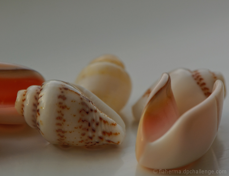 shells