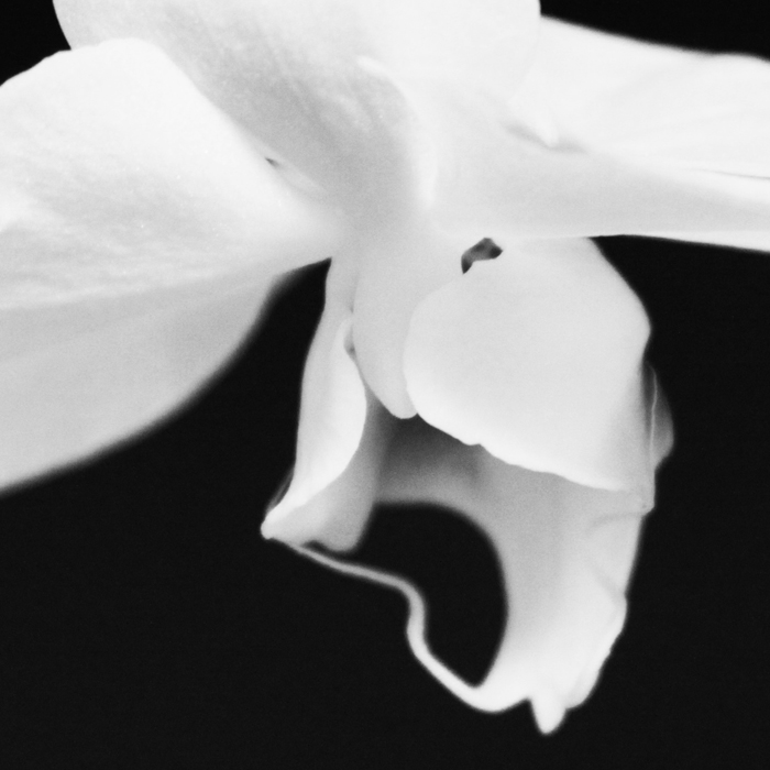 orchid 2 resized