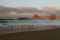 The Birds and the Pier at Huntington Beach