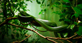 Green Snake
