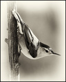 Nuthatch