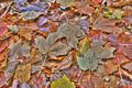 Leaves