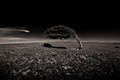 Solitude