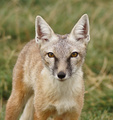 Vulpes Corsac Vicendus