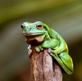 Pondering Amphibian