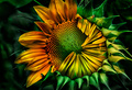 sunflower #2
