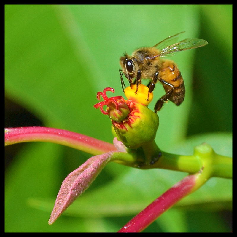 Poinsettia Bee