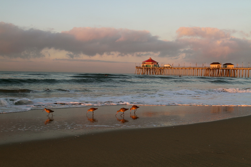 The Birds and the Pier at Huntington Beach