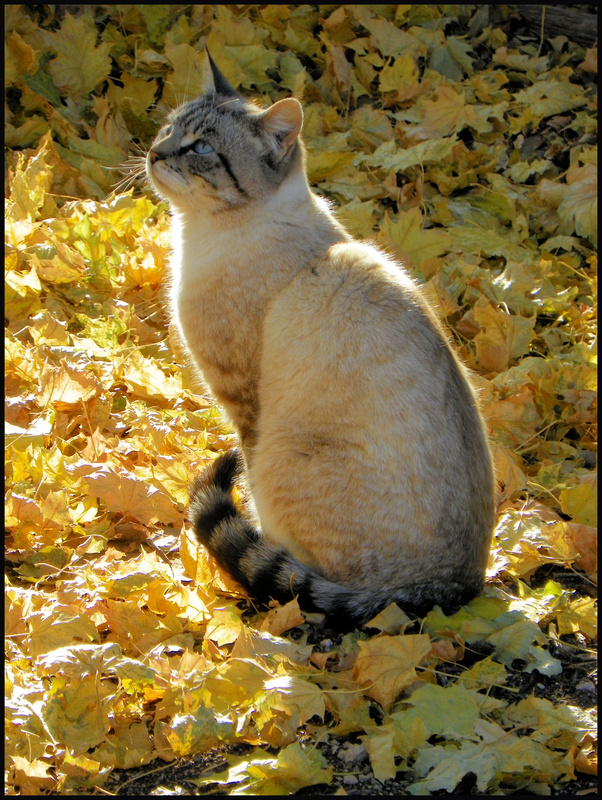 Cat In Leaves