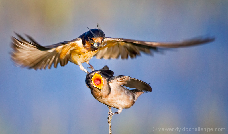 Feeding Time