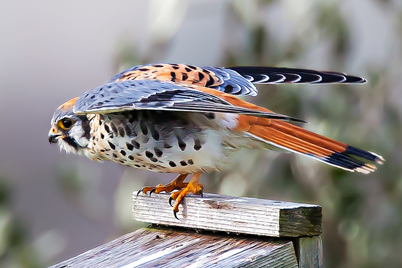 American Kestrel