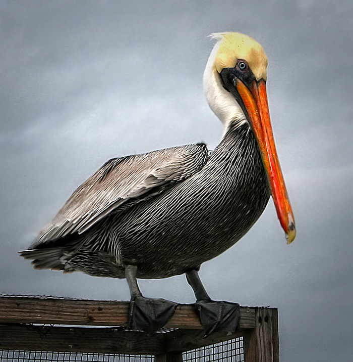 Florida Pelican