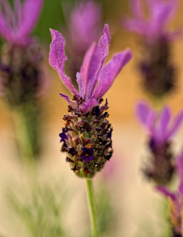 Field of Lavender