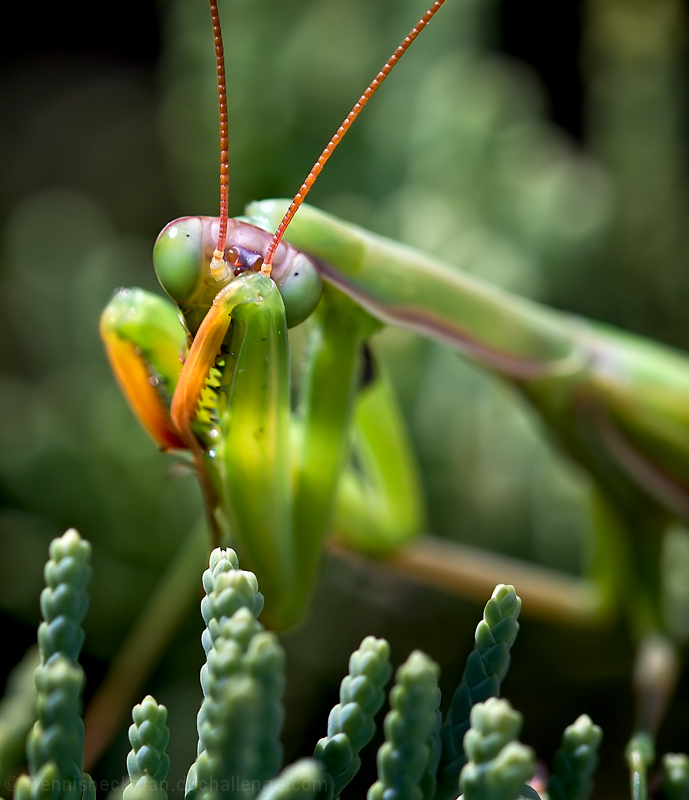 Bashful Mantis