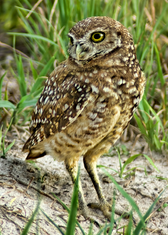 Endangered