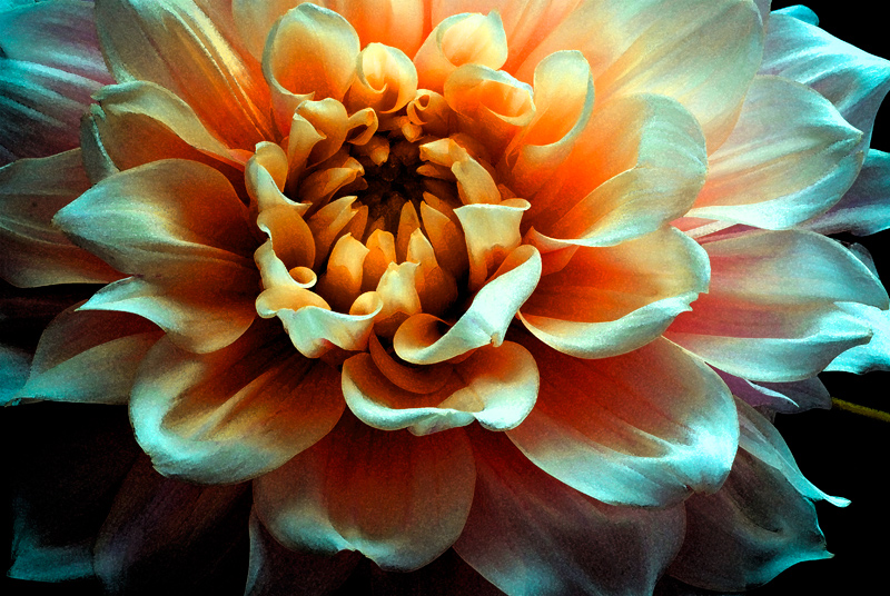 Dahlia