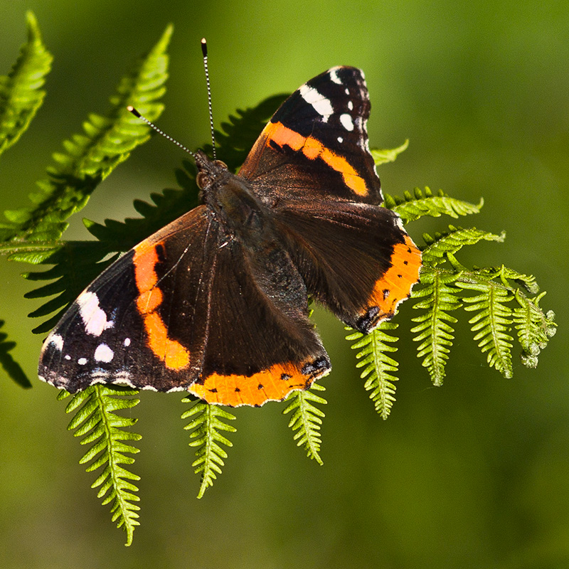 Resting Red Admiral