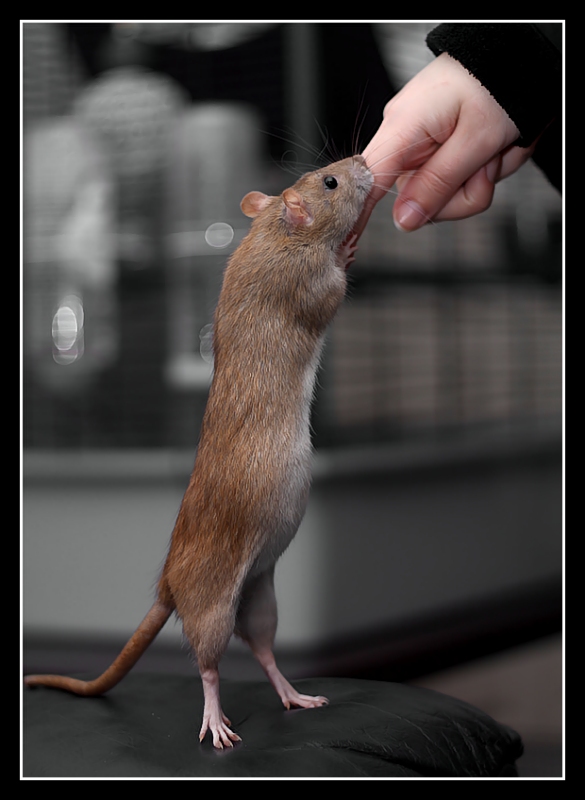 Reaching For Mummy