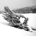 Uprooted