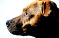 Brody