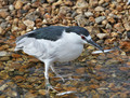 Black-crowned Night Heron (Nycticorax nycticorax)