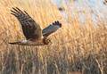 Northern Harrier - The Marsh Hawk