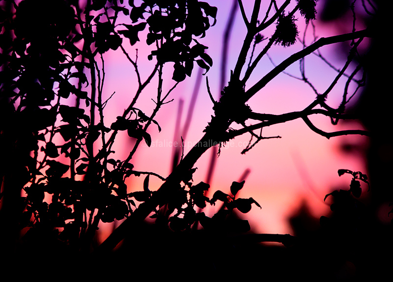 -Magic-Portal-