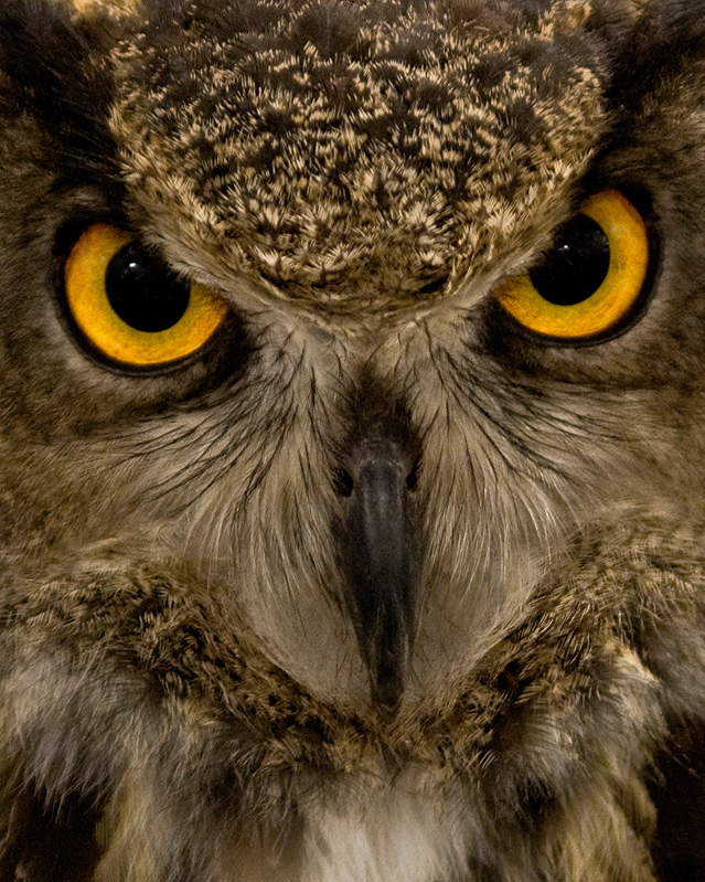 Stare