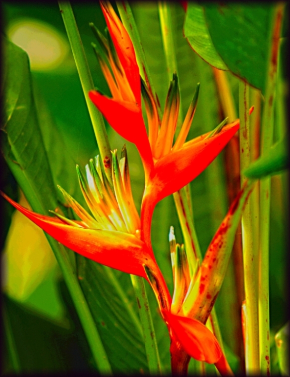 Amor Natura