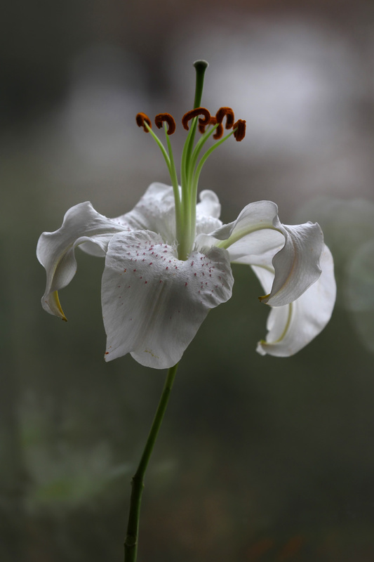 Lily in the spotlight