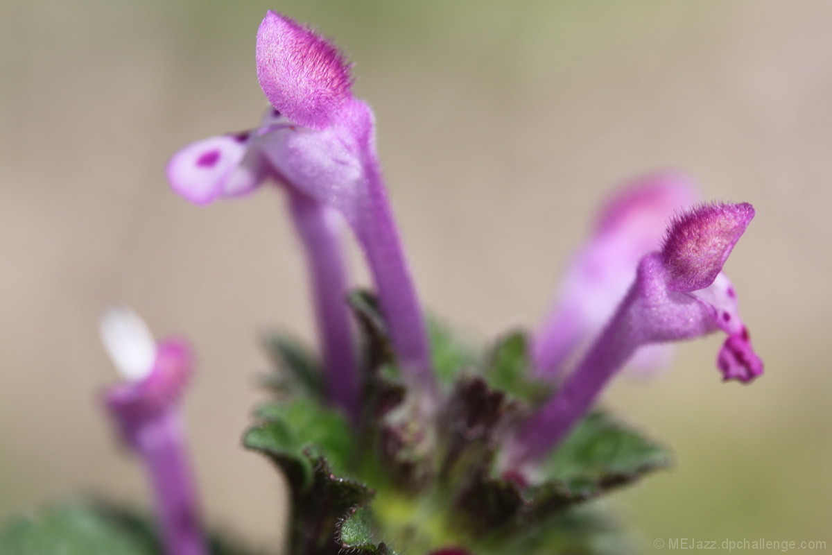 Beauty In the Weeds