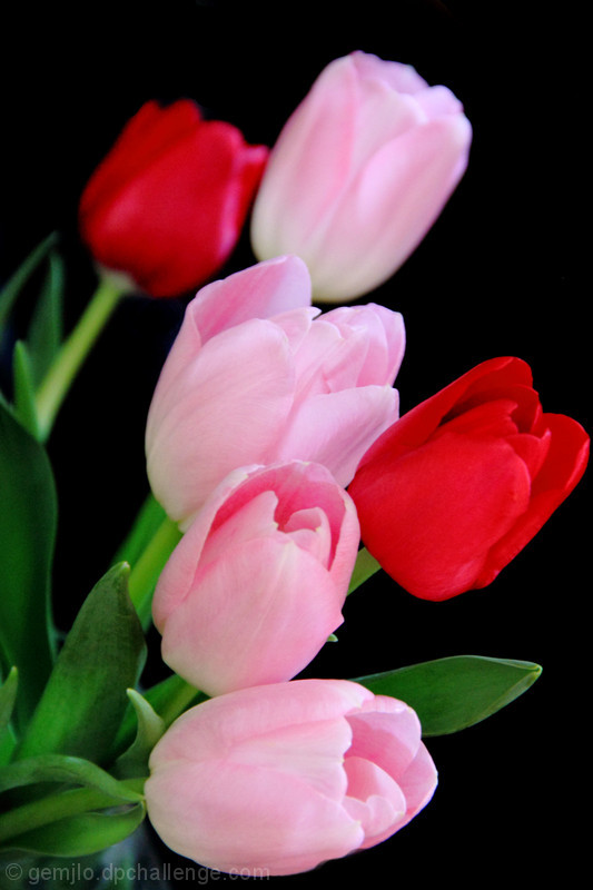 Red and Pink Tulips