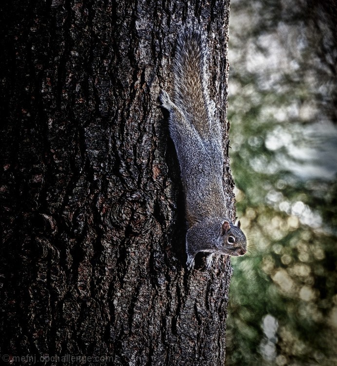 Just hangin' with Sciurus carolinensis