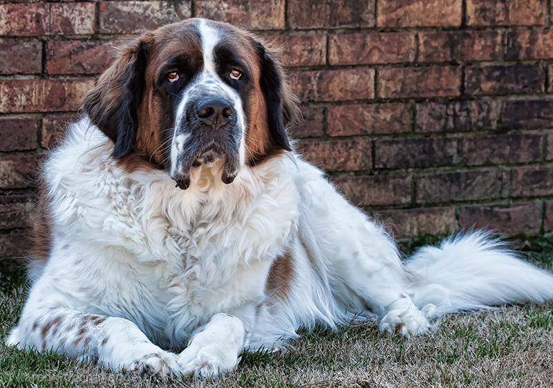 Big Dog