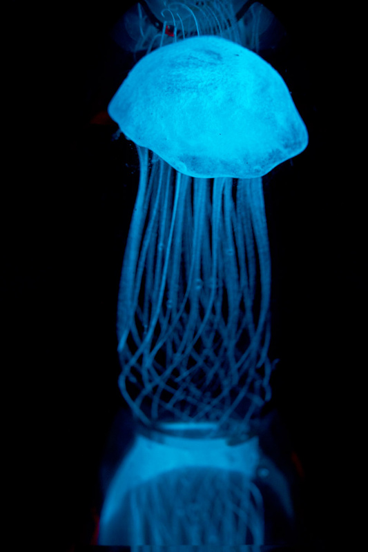 Glowing Jellyfish