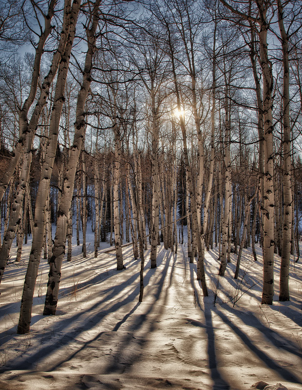 Aspen Grove, Winter Morning