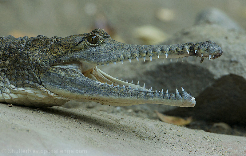 So, my rock beats your paper... right friend?