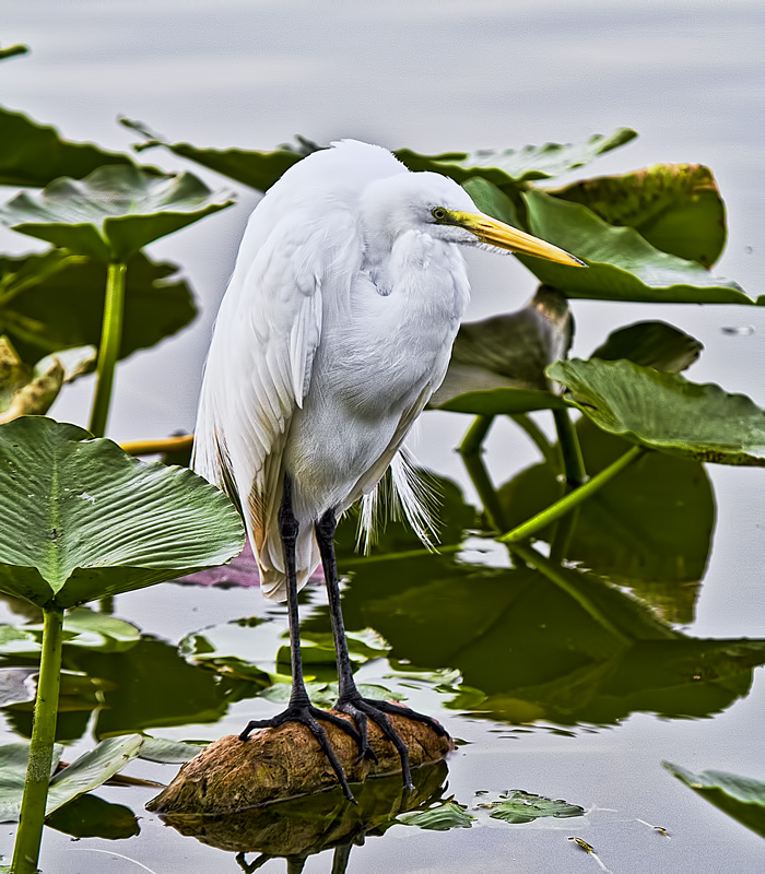 Little Rock for a Big Bird