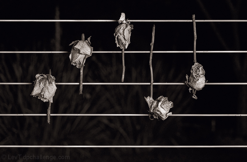 Waltz of the dead flowers
