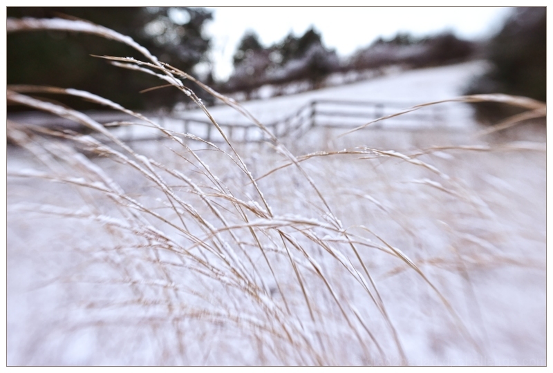 Symphony of a Windy Winter Day