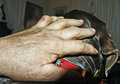 The hand